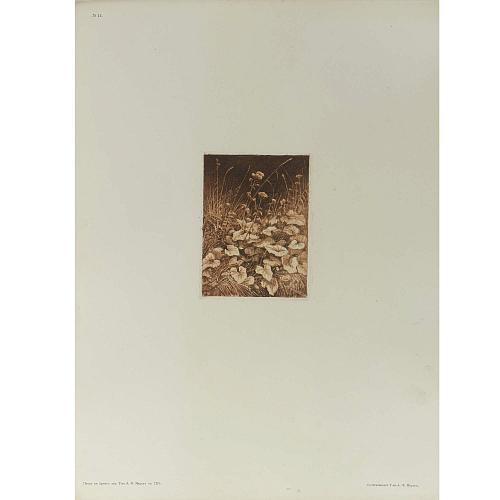 Офорт И.И.Шишкина «Белые цветы» 1880